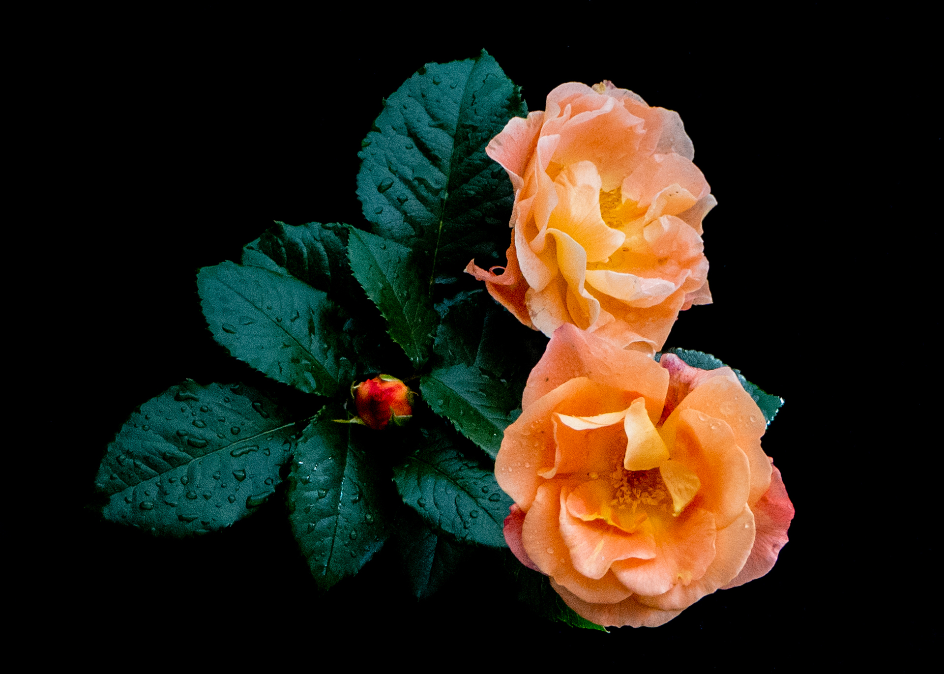 Inger Postvoll: "Roses"