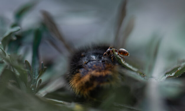 DIKT OG BILDE AV GUDNY ÅMAN – OKTOBER 2025