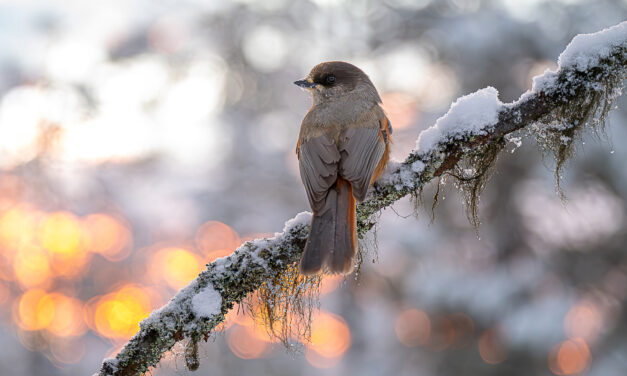 Medlemsprosjekt: Inger Pedersen Nesteby «Mine beste Fuglebilder i 2025» (2025)