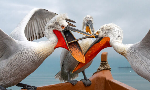 Medlemsprosjekt: Maria Tatsi «Pelikaner» (2025)