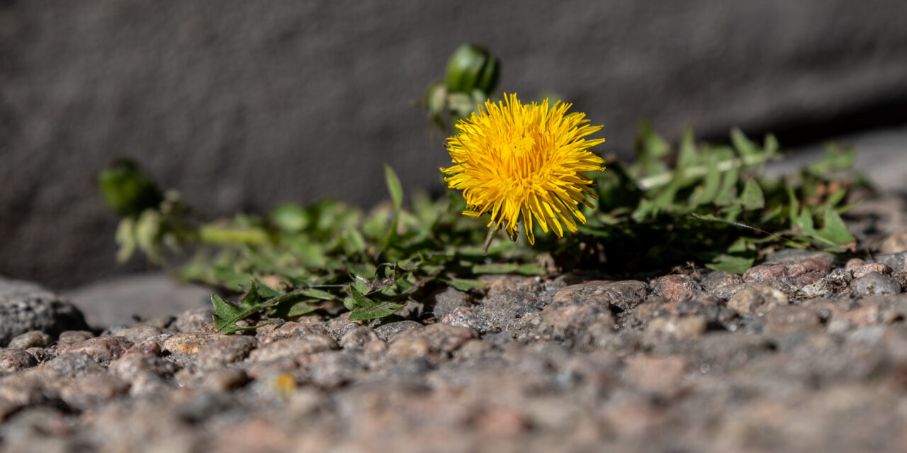 Dikt og bilde av Jarle Kvam