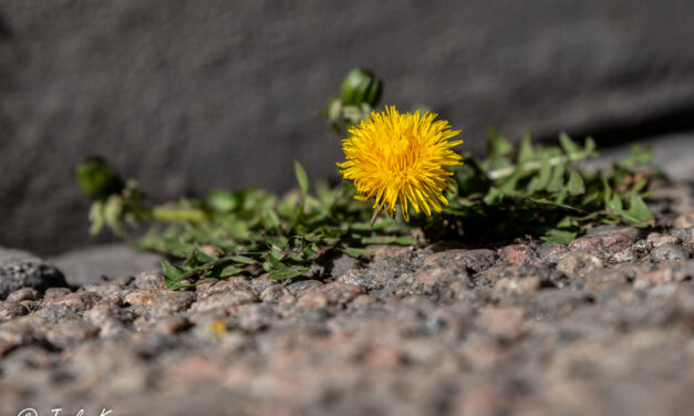 Dikt og bilde av Jarle Kvam