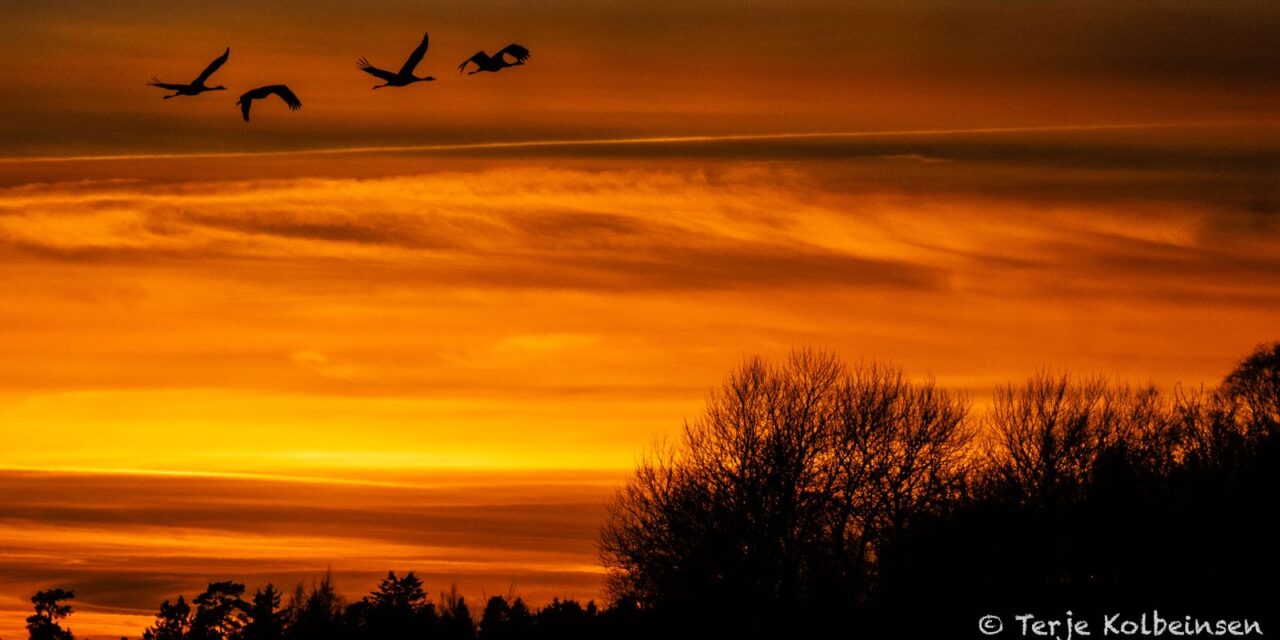 Reisebrev: Tranedans, bilkirkegård og klosterruiner i Sverige