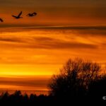 Reisebrev: Tranedans, bilkirkegård og klosterruiner i Sverige