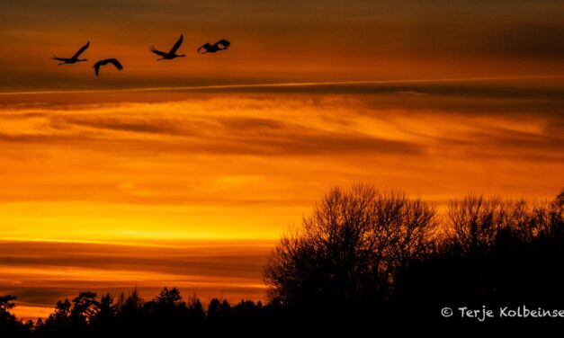 Reisebrev: Tranedans, bilkirkegård og klosterruiner i Sverige