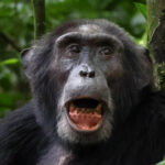 Reisebrev: Fotosafari til Uganda og Rwanda – Kenneth Kvinnesland