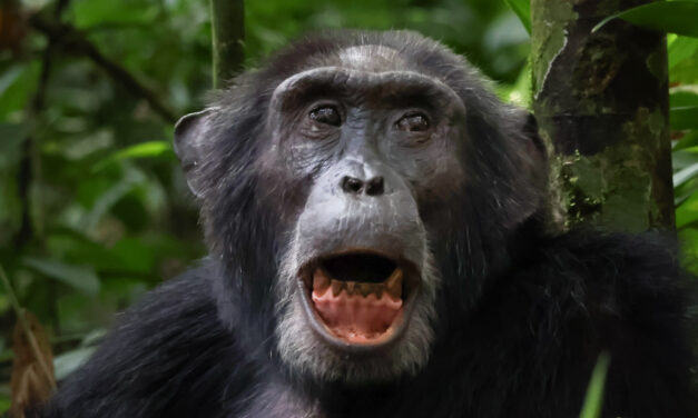 Reisebrev: Fotosafari til Uganda og Rwanda – Kenneth Kvinnesland