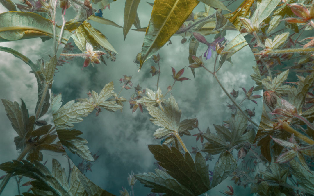 Programmet for Norsk Naturfotofestival 2020 er klart