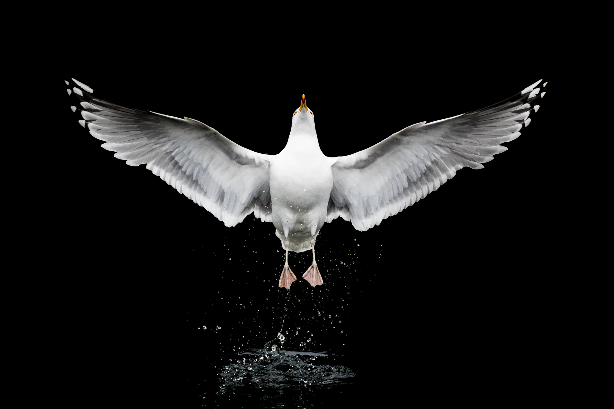 Herring Gull (Eyjolfu Matthiasson, Linselusa)