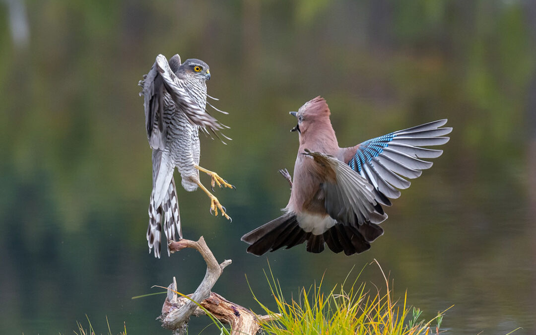Invitasjon til NM i foto, høstrunden 2020