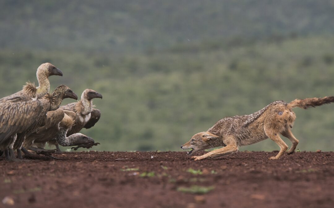 3. Fjord-Bergen exhibition of photographic art 2020
