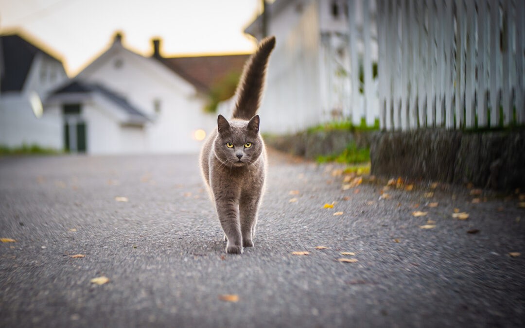 Delta på landslaget i 29th FIAP Colour Biennial