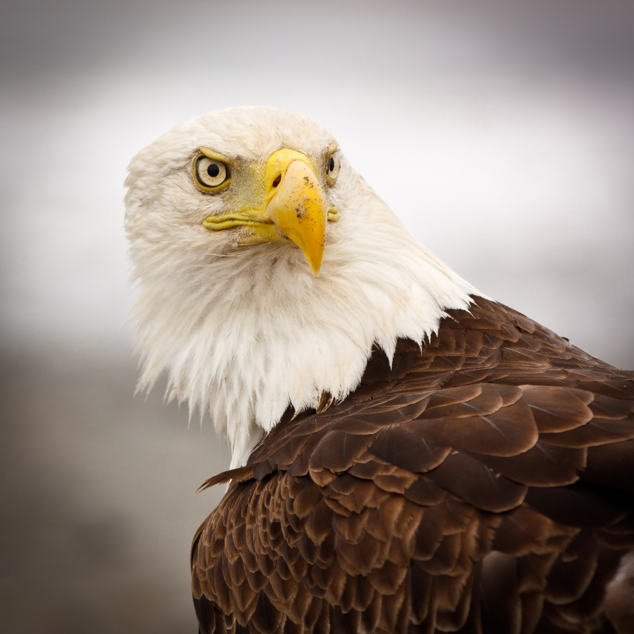 American Eagle (Eli Sørensen – Bekkalokket Fotoklubb)