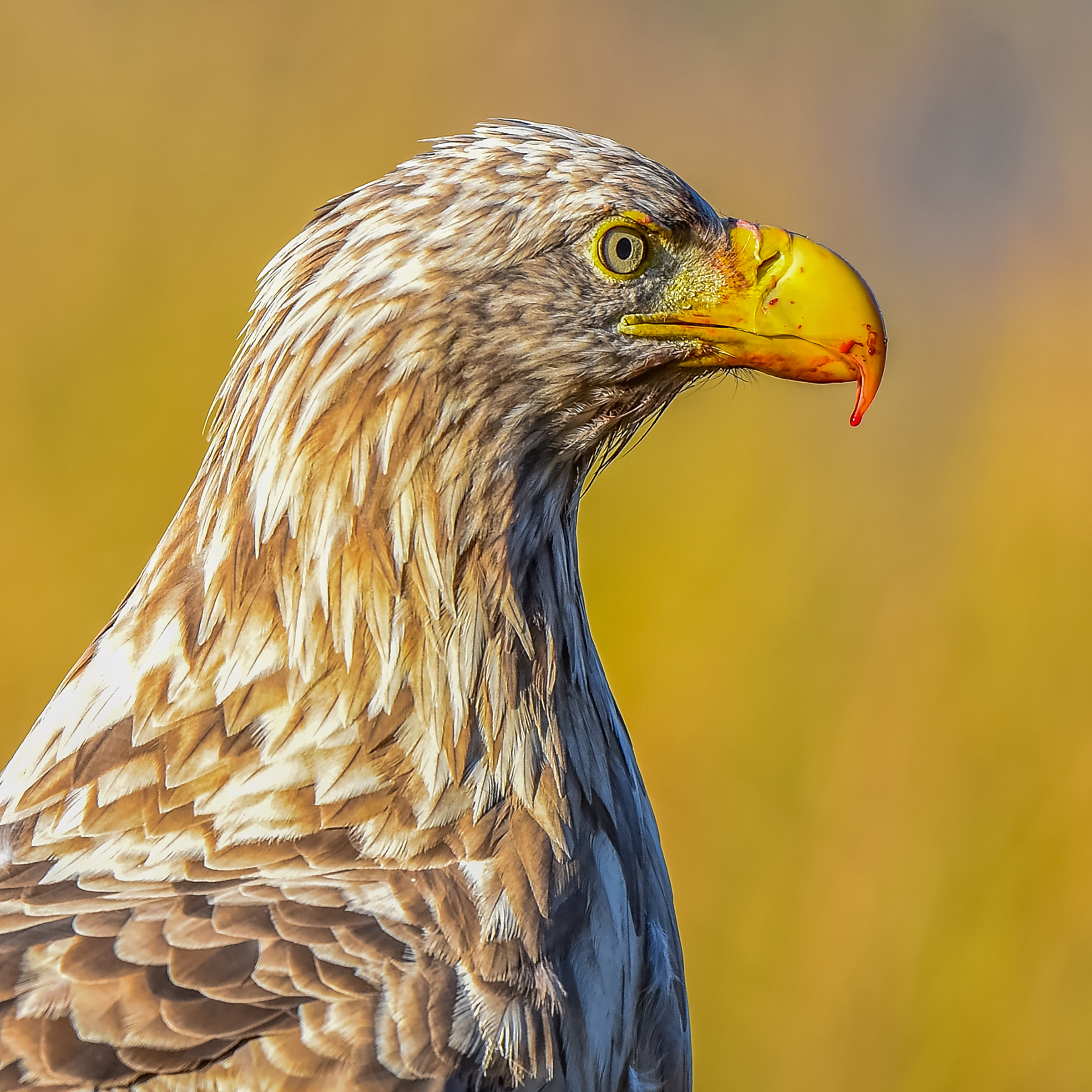 White-Tailed Eagle (Bjarne Emil Time – Bryne Fotoklubb)