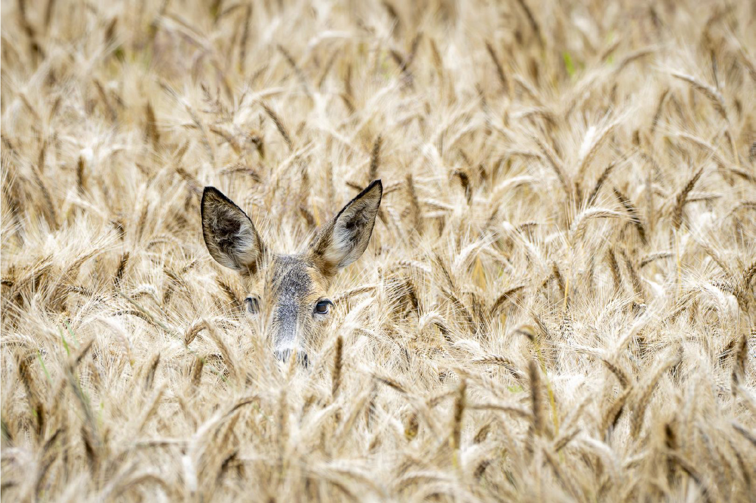 Camouflaged (Dick Waahlin, GPU Bronze colour 2024)